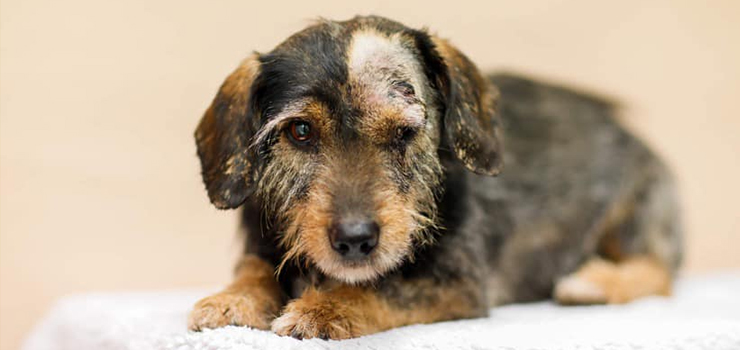 Pies zakopany żywcem! "Rana na głowie świadczy o uderzeniu łopatą" (uwaga drastyczne zdjęcia)