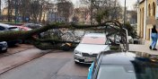 Ul. Armii Krajowej: Drzewo przewrcio si i uszkodzio dwa auta