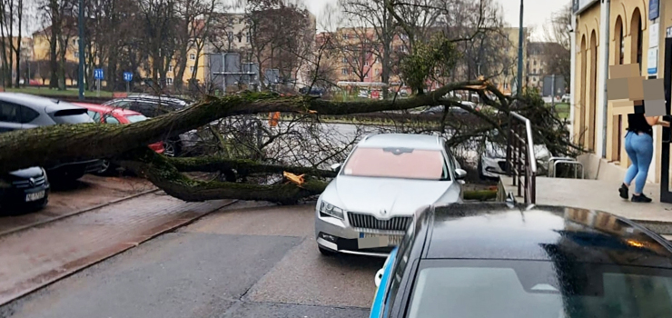 Ul. Armii Krajowej: Drzewo przewróciło się i uszkodziło dwa auta