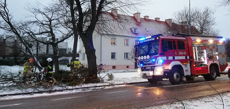 Powalone drzewa m.in. na Kopernika i Królewieckiej - zobacz zdjęcia