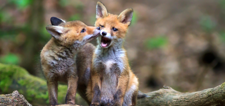Jak zwierzęta dbają o leśne maluchy?