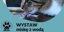 Wystaw misk z wod