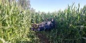 20-latek dachowa w polu kukurydzy skradzionym autem. By trzewy