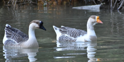 Ptasia grypa - informacja Powiatowego Lekarza Weterynarii