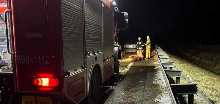 Zderzenie opla z łosiem na S22