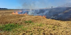 Pogrodzie: Poar zboa i cierniska na powierzchni ok.10 ha