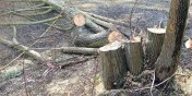 Stranicy ujawnili nielagalne wycicie drzew przez jednego z deweloperw 