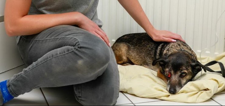 Zapchlona, z guzem i okiem do usunięcia. Helenka potrzebuje pilnej pomocy (uwaga - drastyczne zdjęcia)