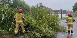 Elblg: Straacy interweniowali kilkadziesit razy. "Zgoszenia dotyczyy gwnie powalonych drzew"