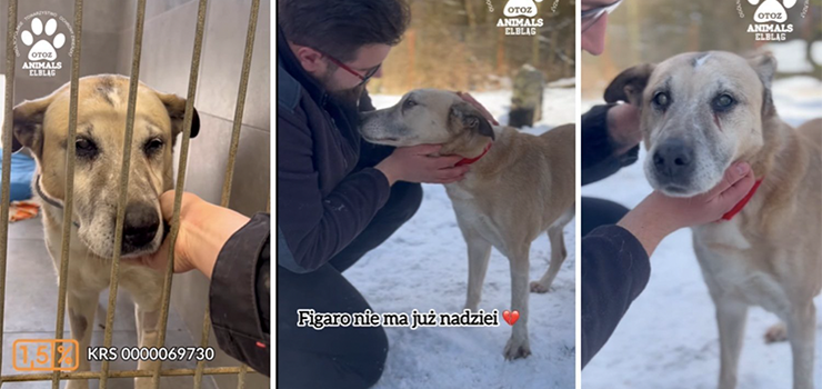 Schronisko prosi o wsparcie dla Figaro. To niewidomy, niedosłyszący pies, do którego strzelano ze śrutu