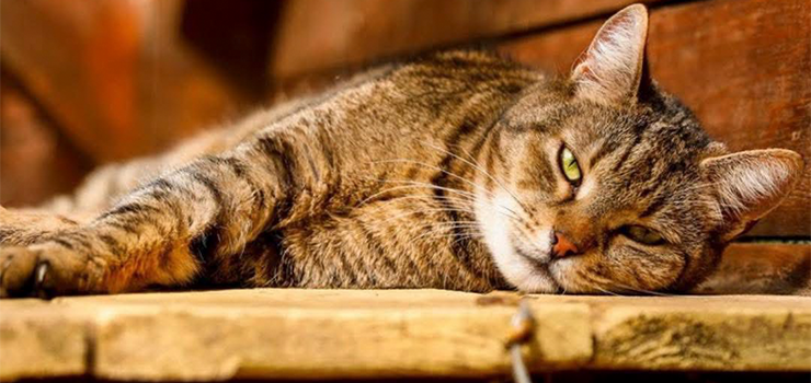 Pimpek - starszy i lękliwy, czy to już wyrok?