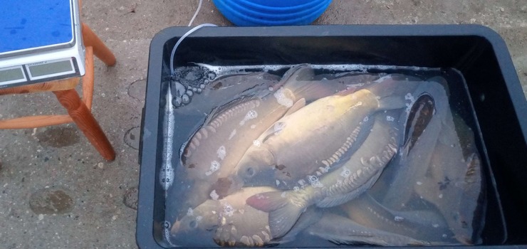 Zakażone ryby w Zalewie Wiślanym. Cztery osoby trafiły do szpitala