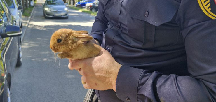 Straży Miejskiej złapała nietypowego mieszkańca Elbląga