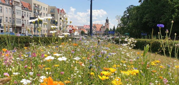 Zielony Budżet 2025 - rusza głosowanie