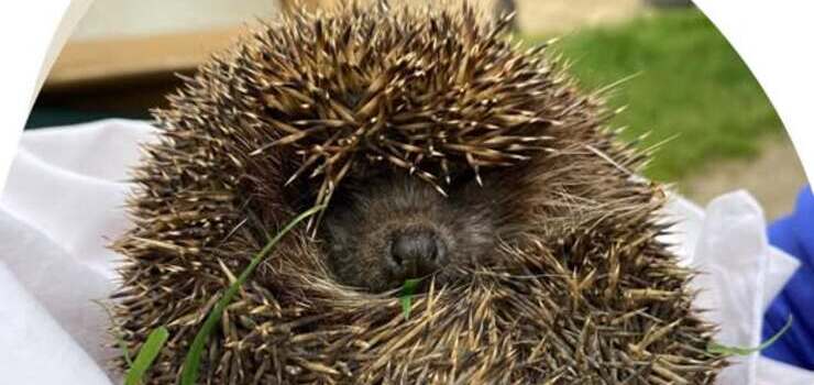 Coraz więcej rozjechanych, stratowanych i rannych jeży!