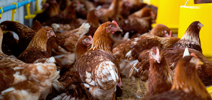 Komunikat dot. ptasiej grypy