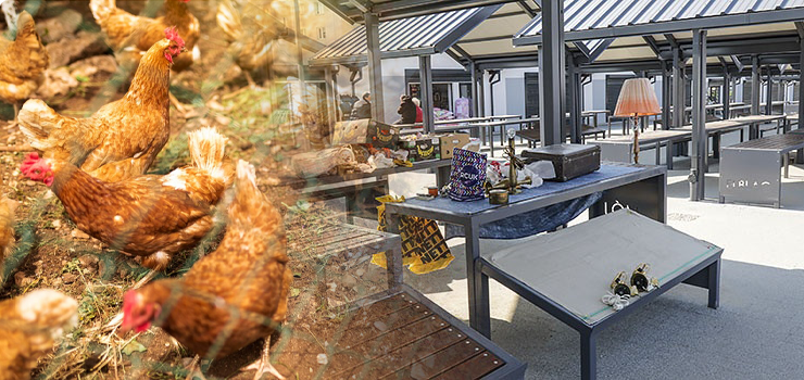 Ognisko ptasiej grypy. Zakażone ptaki pochodzą z elbląskiego targowiska?