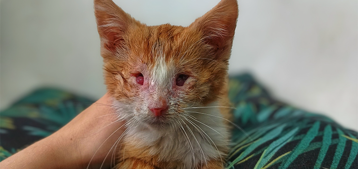 Poznaj Niko­sia- małego wojownika z wielkim sercem