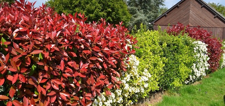 Najlepsze sadzonki z gruntu na żywopłot - ranking 2025