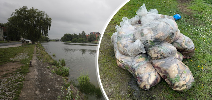 Elbląg: Przyducha zabiła setki ryb. Prace związane z przekopem miały z tym coś wspólnego?