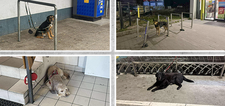 Pozostawienie psa pod sklepem to wykroczenie. Możesz dostać mandat w wysokości 500 zł