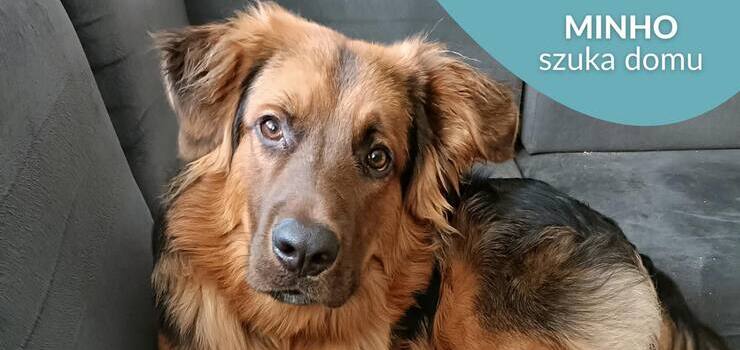 Minho szuka domu