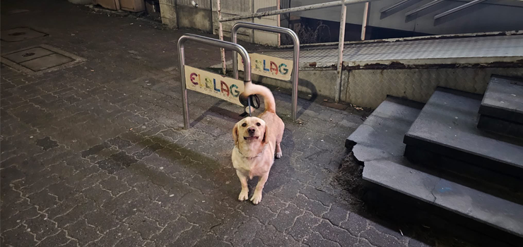 Co możemy zrobić, aby pomóc naszym zwierzakom domowym?