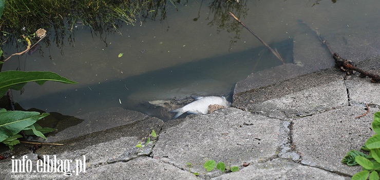 Śnięte ryby w rzece Elbląg. Prezydent zwołał posiedzenie sztabu kryzysowego