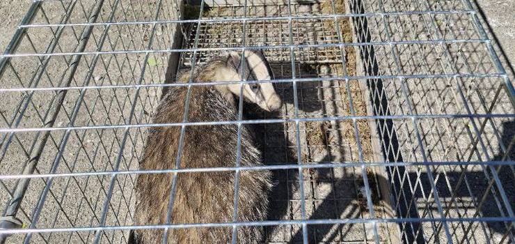 Elbląg: Borsuk wędrował po osiedlu Marynarzy. Interweniowała straż miejska