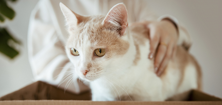 Weekend Adopcji TOZ i Mars Polska: daj miłość, zyskaj miłość 