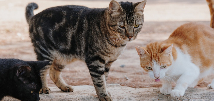 W Elblągu odbędzie się debata o kotach wolno żyjących