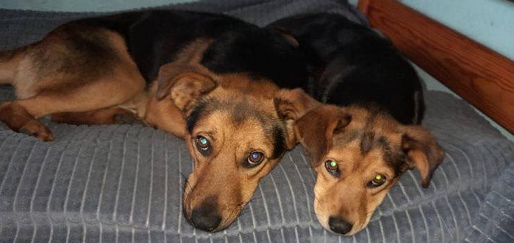 Spłonął dom w Suchaczu. Dwa psiaki szukają opieki