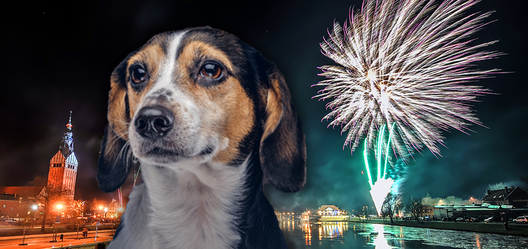Elbląg wprowadzi zakaz fajerwerków? Obrońcy zwierząt apelują do prezydenta, a co sądzą mieszkańcy