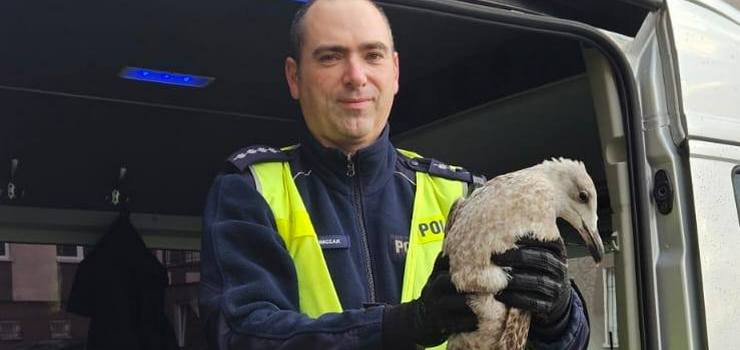 Elbląg: Mewa została potrącona, z pomocą ruszyli policjanci