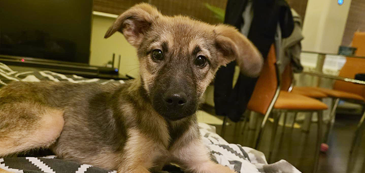 Była wygłodzona, teraz dochodzi do siebie. Lady szuka domu