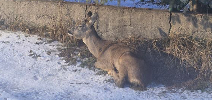 Nietypowe zgłoszenie dotyczące rannej sarny