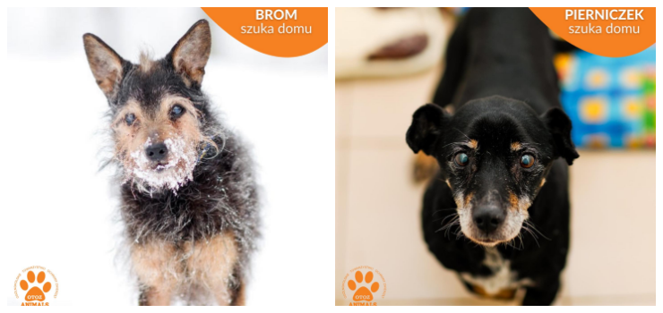 Czy te dwa dziadeczki naprawdę ktoś z premedytacją wyrzucił na mróz?