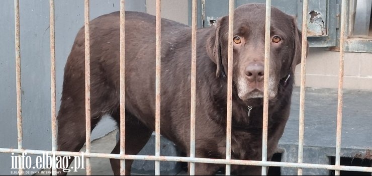 Co wykazały kontrole w schroniskach w województwie warmińsko-mazurskim?