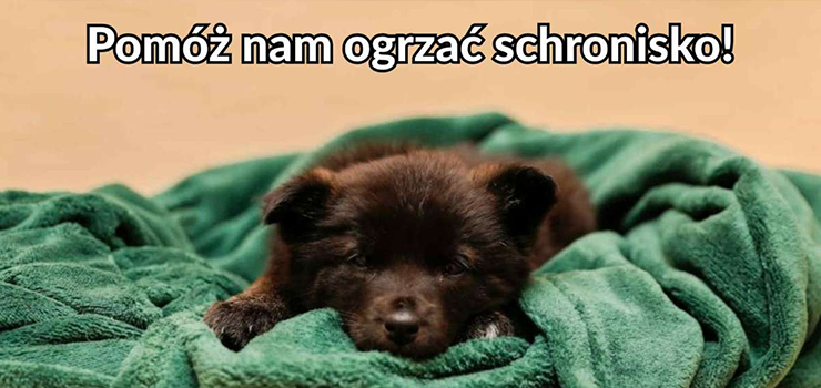 Pomóż ogrzać schronisko! w tej chwili w elbląskim schronisku przebywają 143 psy i 133 koty