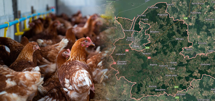 Ptasia grypa na Mierzei Wiślanej. "W powiecie elbląskim mamy spokój. W województwie warmińsko-mazurskim jest problem"