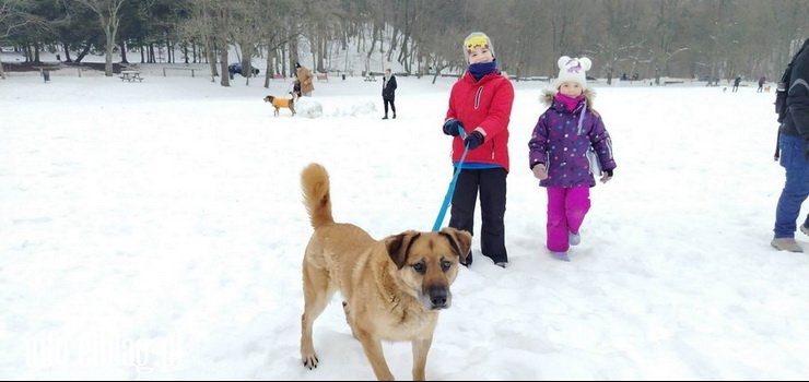 Za nami Walentynkowy Bieg na 6 łap. Wolontariusze przemierzyli z czworonogami 5km.