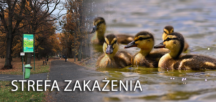 Ptasia grypa znów atakuje. W Elblągu wprowadzono strefę zakażenia!