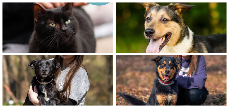 Nie kupuj - adoptuj!