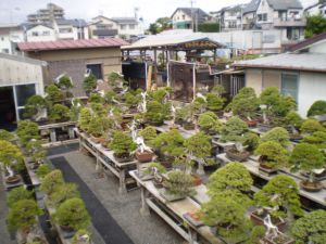 U rde sztuki Bonsai 