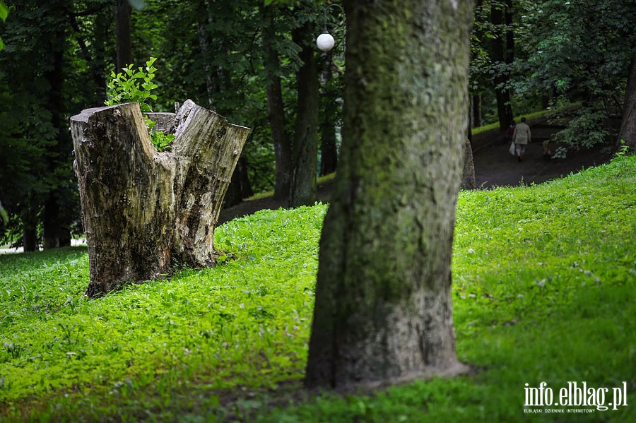 Park Dolinka, czerwiec 2014r., fot. 26