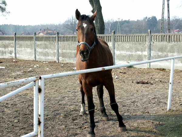 Okolice Elblga - Kadyny, fot. 8