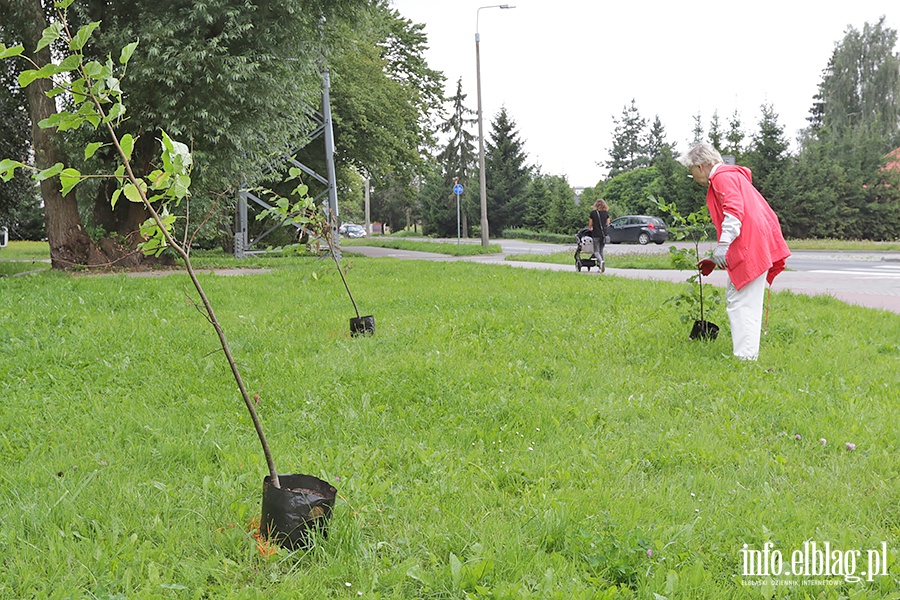 Sadzenie drzew przy ulicy Legionw., fot. 8