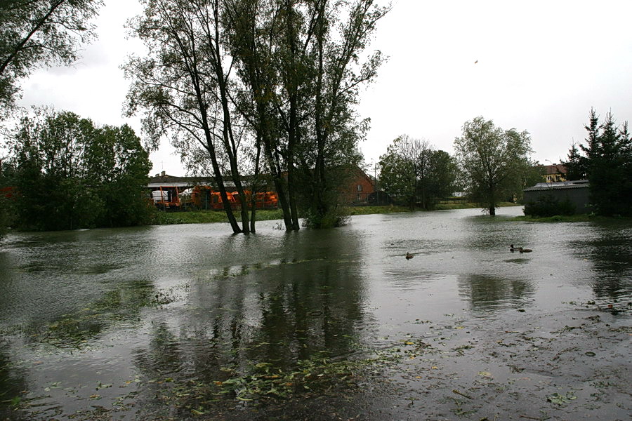 Podtopienia spowodowane cofk do rzeki Elblg, fot. 46