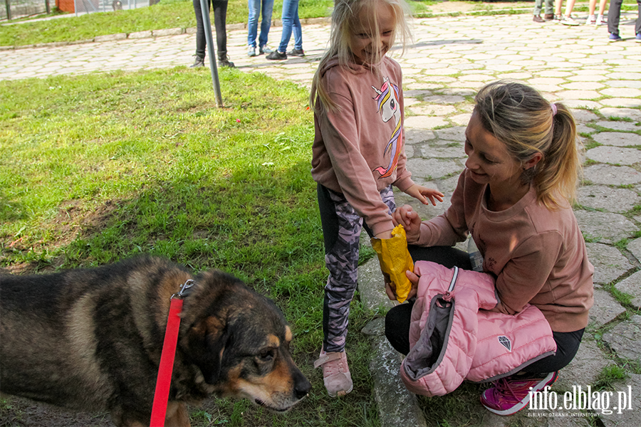 Psy ze schroniska miay niezy spacer. Za nami kolejny Bieg na 6 ap, fot. 16