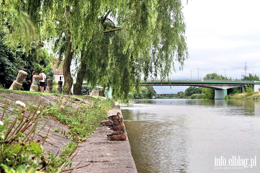 Bulwar Zygmunta Augusta - niewyremontowana cz prawego brzegu rzeki Elblg, fot. 7